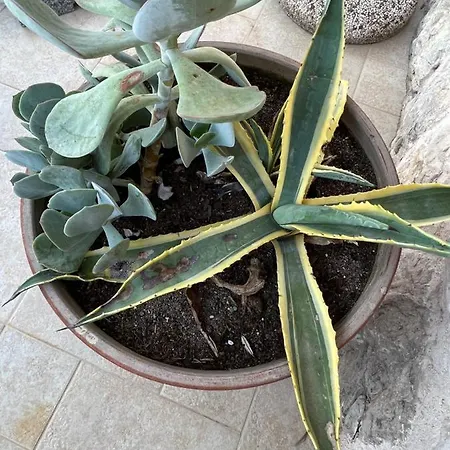 Jakov & Antonia Heritage Estate *