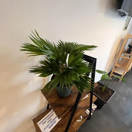 Jakov & Antonia Heritage Estate Hvar Town