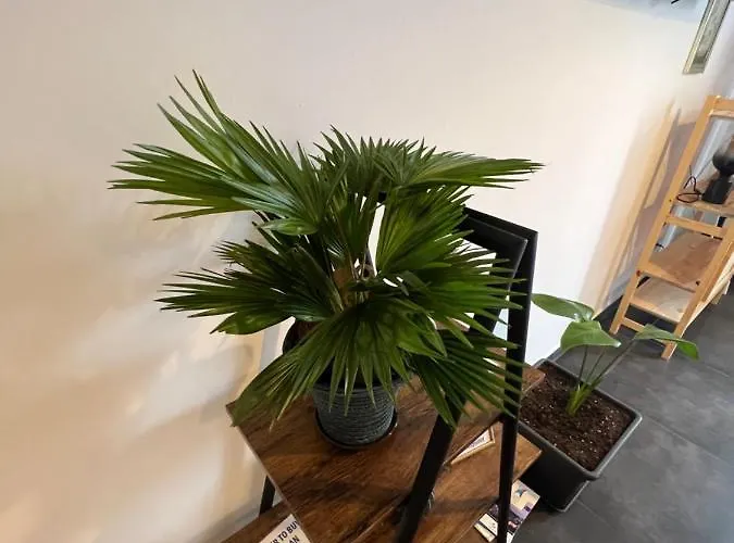 Jakov & Antonia Heritage Estate 흐바르