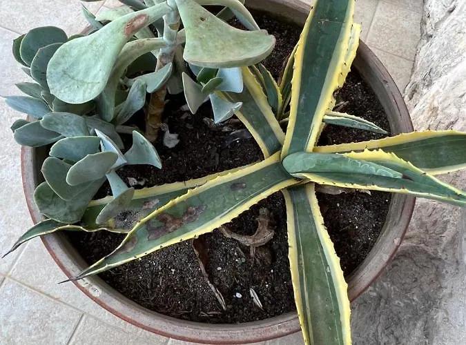 Jakov & Antonia Heritage Estate *